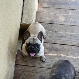 French Bulldog Puppies from Tribe of Judah Kennel