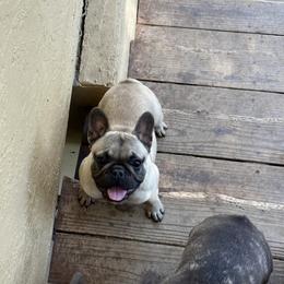French Bulldog Puppies from Tribe of Judah Kennel