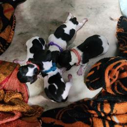 Dachshund puppies from Dogwood Doxies