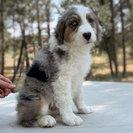 Jacuzzi - Blue merle male Aussiedoodle puppy in Colorado Springs, Colorado from Pesky Redneck Mini Ranch