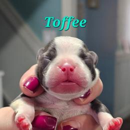 Toffee - Blue male Boston Terrier puppy in Columbus, Ohio from Bryn's AKC Bostons