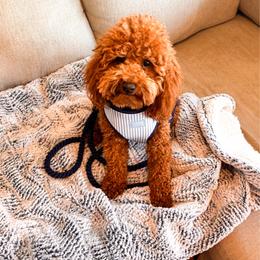 Chewbacca aka Chewy - Red  male Poodle puppy in Tolleson, Arizona from Pixie Dust Cavaliers