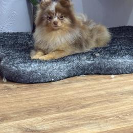 Pomeranian puppies from SantaAnna Pomeranians