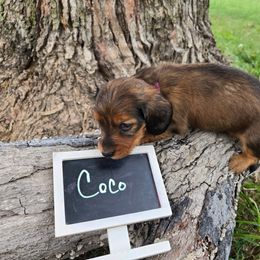 Coco - Wild  boar and tan female Dachshund puppy in Troy, Illinois from Walkers Weiners