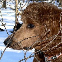 Poodles from Elite Standard Poodle