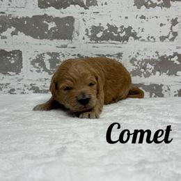 Comet - Apricot male Goldendoodle puppy in Nortonville, Kentucky from Deb’s KY Doodles