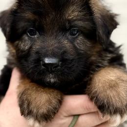 Ranger - Black and red male German Shepherd puppy in Johnstown, Ohio from Vom Haus Neufus