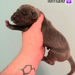 Bon-Bon - Blue female Great Dane puppy in Bay Shore, New York from Gentle Giant Companions