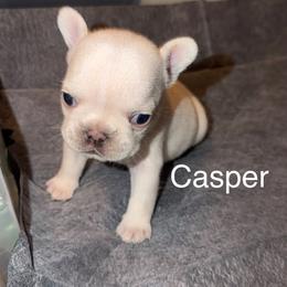 Casper - Cream male French Bulldog puppy in Reading, Pennsylvania from Roxy & Co.