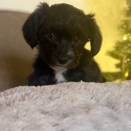 Black White Male - Black male Yorkipoo puppy in Topeka, Kansas from Bayless Yorkiepoos