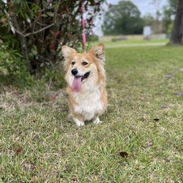 Foxie - Pembroke Welsh Corgi