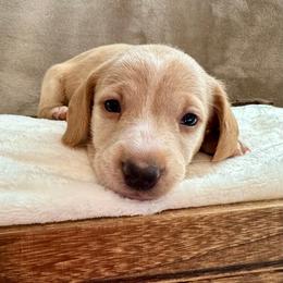 Sam - Cream male Dachshund puppy in Franklin, Tennessee from Wendy's Weenies