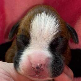 Black - Fawn female Boxer puppy in Oregon, Pennsylvania from Schaible's Boxer Huddle