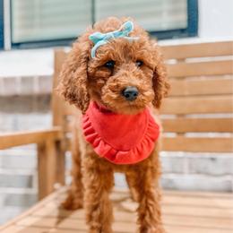 Aurora - Red  female Goldendoodle puppy in Iola, Texas from Supreme Doodles of Texas