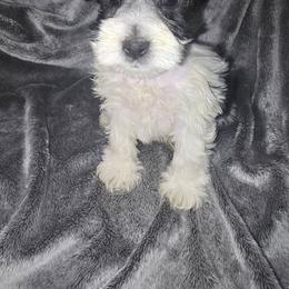 Boy 2 - Parti male Miniature Schnauzer puppy in Calera, Alabama from Burnett Cove Kennels