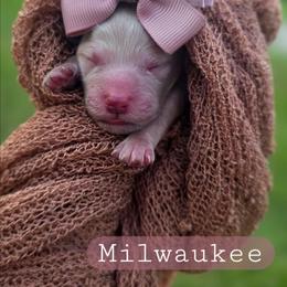 Millee (Milwaukee) - female Cavapoochon puppy in Bullard, Texas from Cavapoochon Central LLC