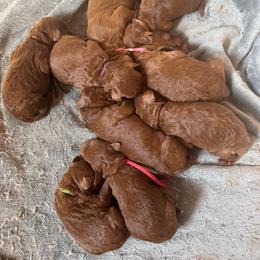 Girl 6 - female Poodle puppy in Nicholasville, Kentucky from Lexington Poodle Company