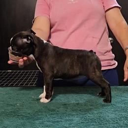 Boston Terrier and Boxer Puppies from Quinney’s Boxers and Boston Terriers