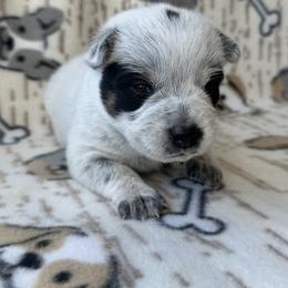 Maci - Blue female Australian Cattle Dog puppy in Olive Hill, Kentucky from Tompkins Farm