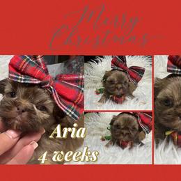 Aria - Liver and white female Shih Tzu puppy in Coolidge, Arizona from Shih Tzu’s  ‘N’ Love