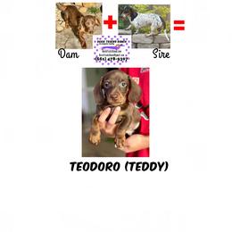 Dachshund puppies from DTR