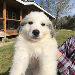 Great Pyrenees Puppies from Heritage Mountain Ranch