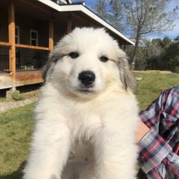 Great Pyrenees Puppies from Heritage Mountain Ranch