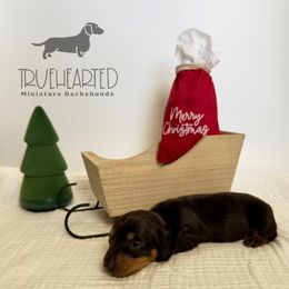 Olive - Black and tan female Dachshund puppy in Royse City, Texas from Truehearted Miniature Dachshunds