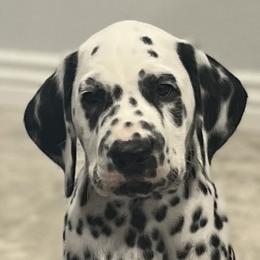 Dalmatians from Zoroastrian Dalmatians