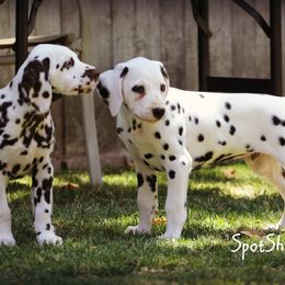 Dalmatian Puppies from Spothaven Dalmatians