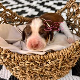 Granny - Liver white and roan female English Springer Spaniel puppy in Swainsboro, Georgia from Sweet Georgia Springers