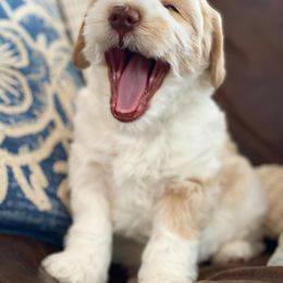 Australian Labradoodle Puppies from Mountain Sky Doodles