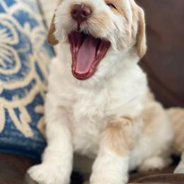 Australian Labradoodle Puppies from Mountain Sky Doodles