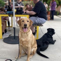 Labrador Retrievers from Limitless Freedom Service Dogs