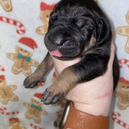 Rudolph - Black male Great Dane puppy in Spartanburg, South Carolina from Pawlmetto Danes