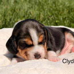 Clyde - Black tan and white male Beagle puppy in Mansfield, Missouri from Rippee Creek Kennel