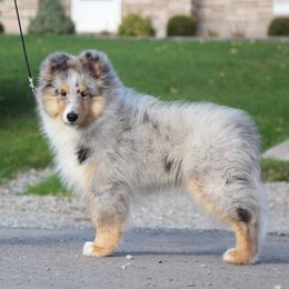Shetland Sheepdogs from Good Breeder