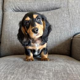 Gus 3500 - Dapple male Dachshund puppy in Tonopah, Arizona from Brandie's Dachshunds