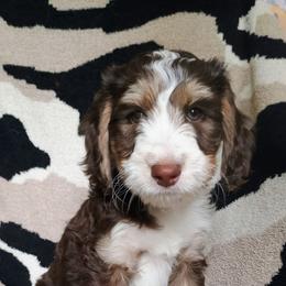 Promise - Tri-color male Bernedoodle puppy in Marion County, Ohio from Hatten Homestead Kennels