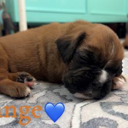 Boxer Puppies from Round 3 Boxers