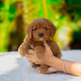 Maple - Red  female Goldendoodle puppy in Fort Myers, Florida from Corgis & Doodles