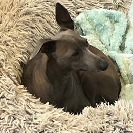 Gina - Italian Greyhound