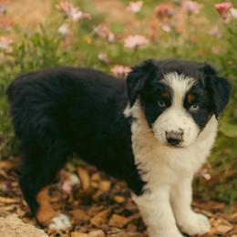 Emerald - Black tri-color female Australian Shepherd puppy in Cotati, California from Tried and True Aussies