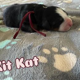 Kit kat - Tri-color female Bernese Mountain Dog puppy in Ramona, California from Buendias Ranch Saint Bernards & Bernese Mountain Dogs