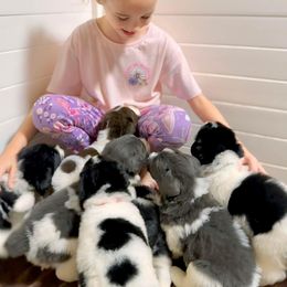 Assorted Doodle Crosses, Newfoundland, and Sheepadoodle Puppies from Sweet Creek Pups