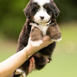 Grey - Tri-color female Bernedoodle puppy in Alpharetta, Georgia from Doodles of Buckhead
