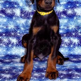 Yellow - Black and rust male Doberman Pinscher puppy in Louisville, Kentucky from Ruiz Dobermans