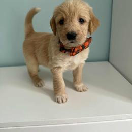 Aussiedoodle and Labradoodle Puppies from Doodles on Duty
