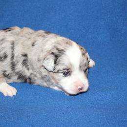 Hazel - Blue merle female Miniature American Shepherd puppy in Hillsdale, Michigan from Faithwalk Aussies and Mini American Shepherds