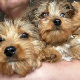 Morkie puppies from Patty’s Paws